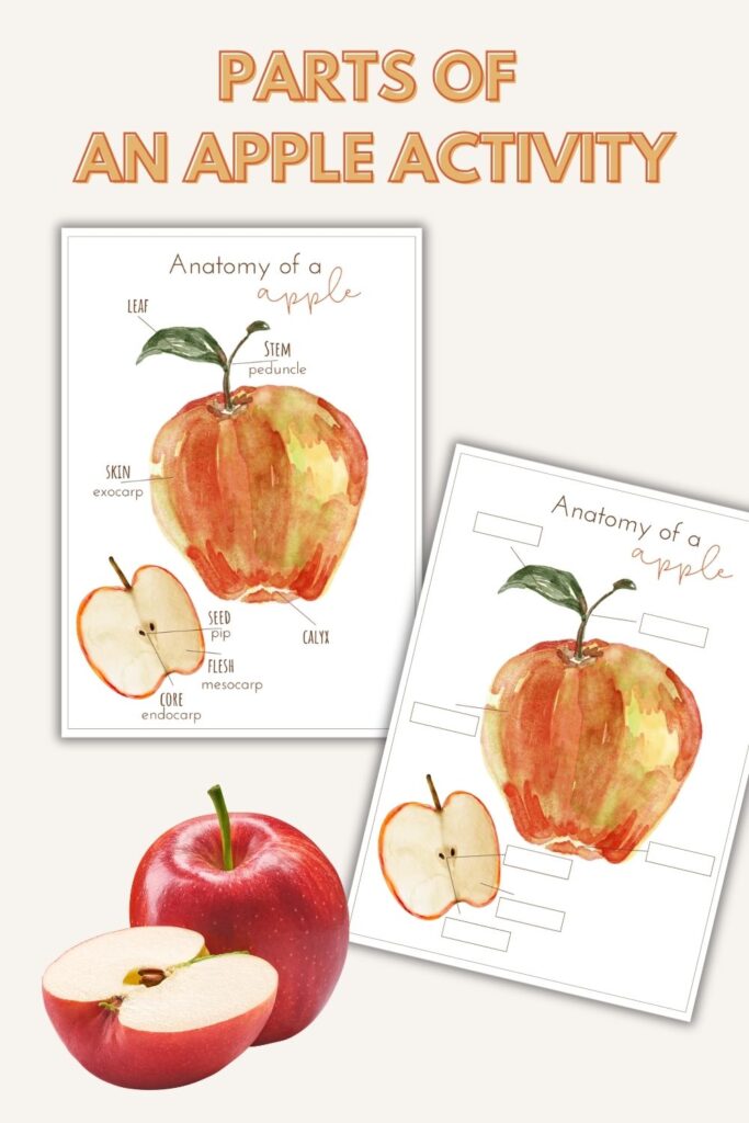 apple activities for preschool and kindergarten
